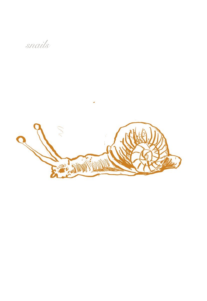 Orange sketch of a snail